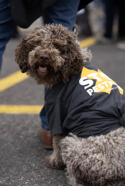 Un perro con una camiseta «Stop pesticides»